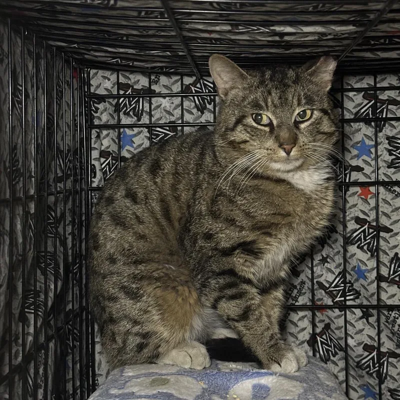 An adult large-sized male Brown / Chocolate Domestic Short Hair cat named Samson for adoption in Middle Village, NY