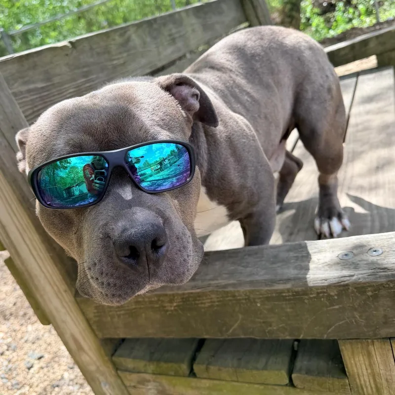 A baby medium-sized male Gray / Blue / Silver Pit Bull Terrier dog named Sergeant for adoption in Newark, NJ