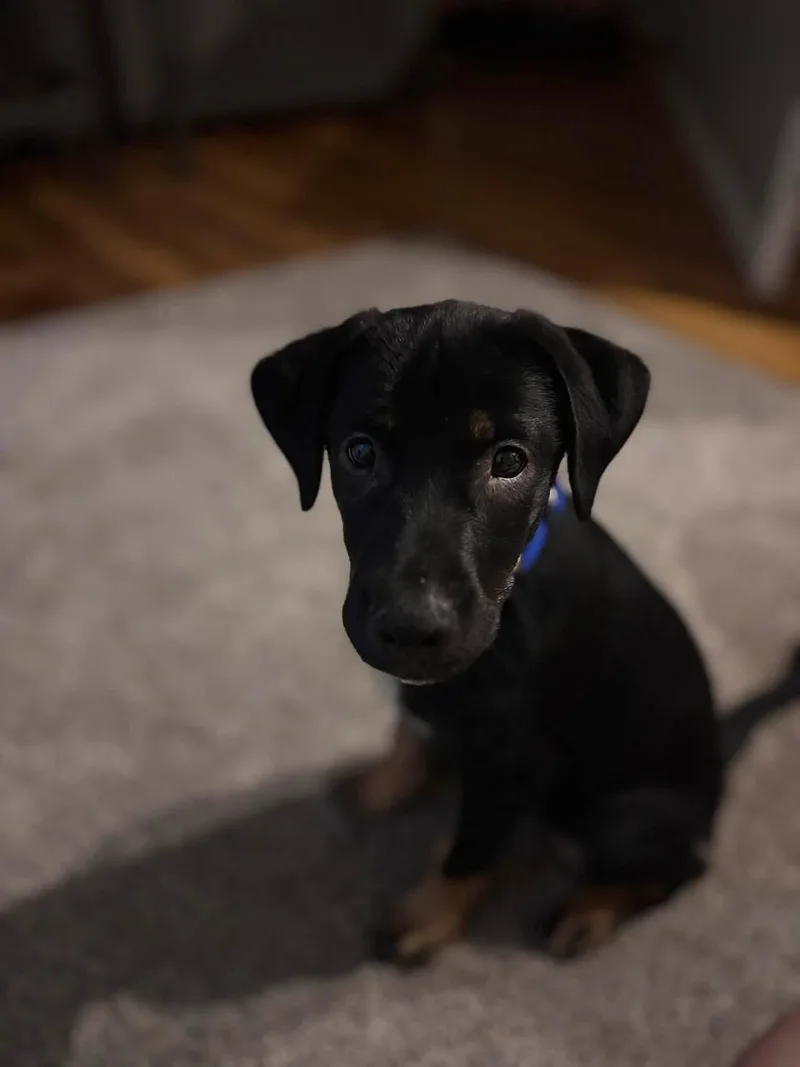 Elliott