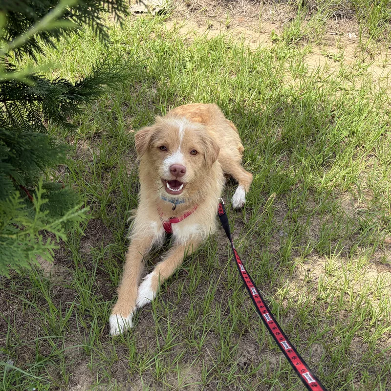 A young medium-sized male Golden Wire Fox Terrier dog named Victor for adoption in Perry, GA