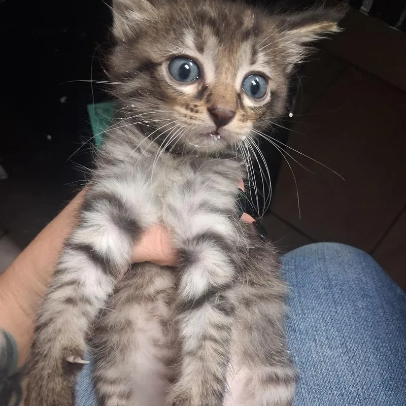 A baby small-sized female Domestic Short Hair cat named Skeeter for adoption in Lufkin, TX