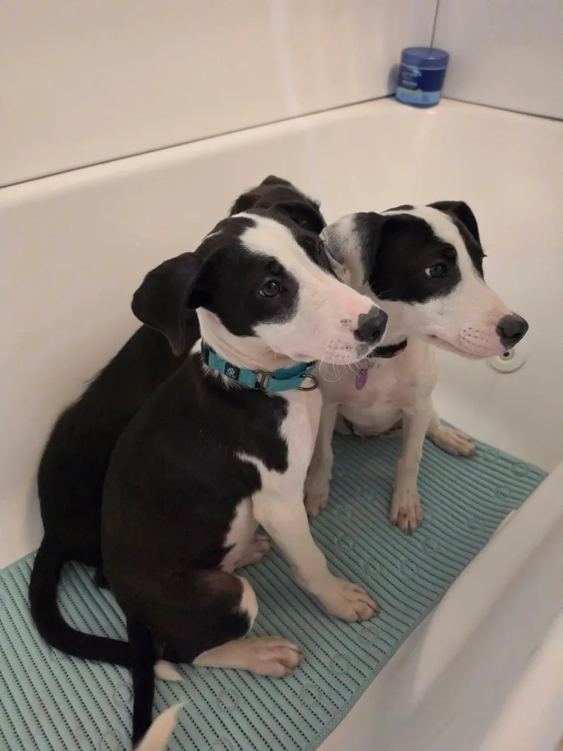 A baby medium-sized female Pit Bull Terrier dog named Sally for adoption in Lexington, MO