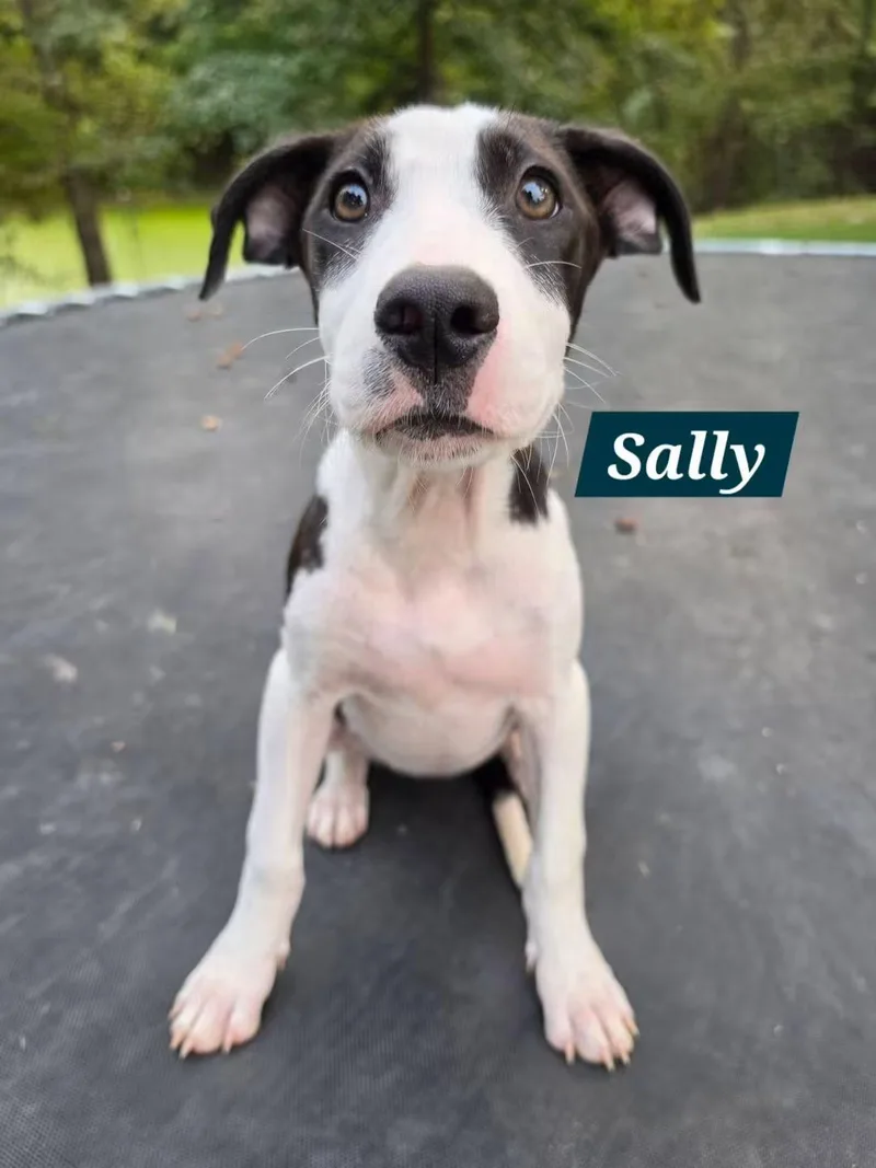 Sally thumbnail 5