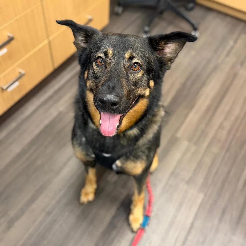An adult extra large-sized male Black Mixed Breed dog named Jack for adoption in Sarasota, FL