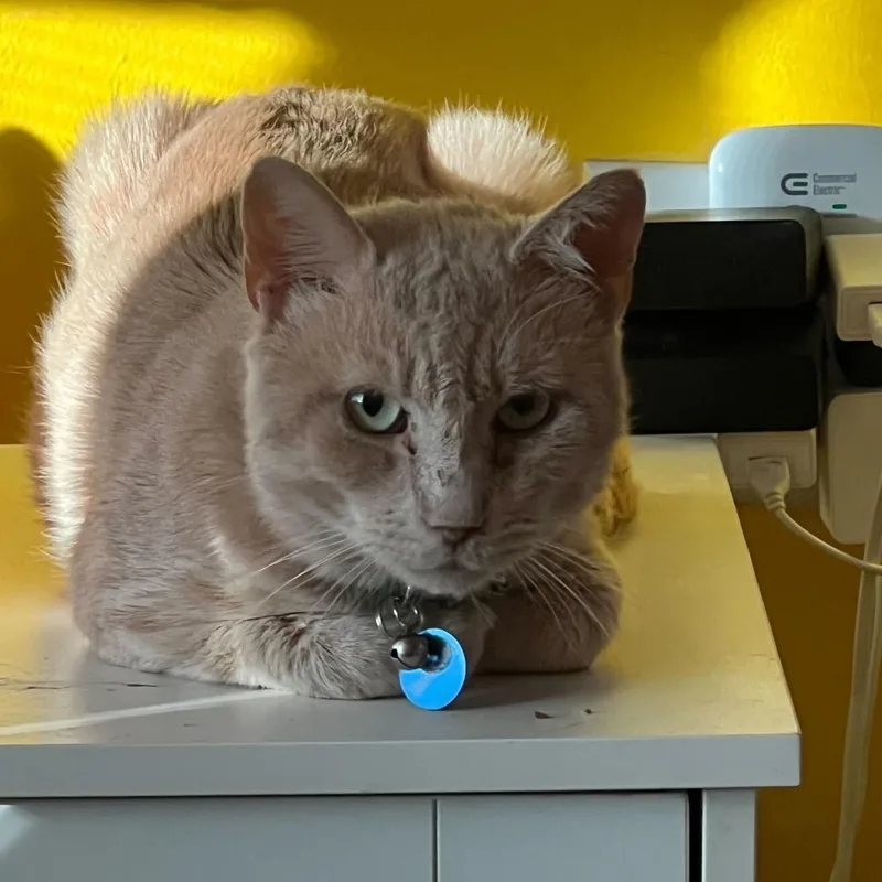 Pico The Gato thumbnail 2