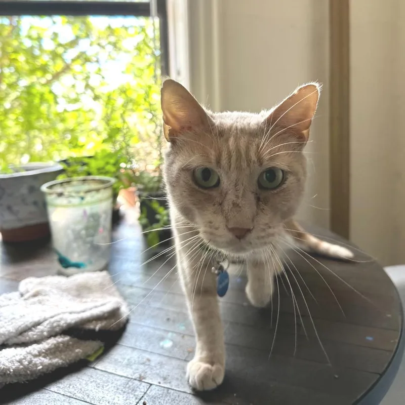 Pico The Gato thumbnail 3