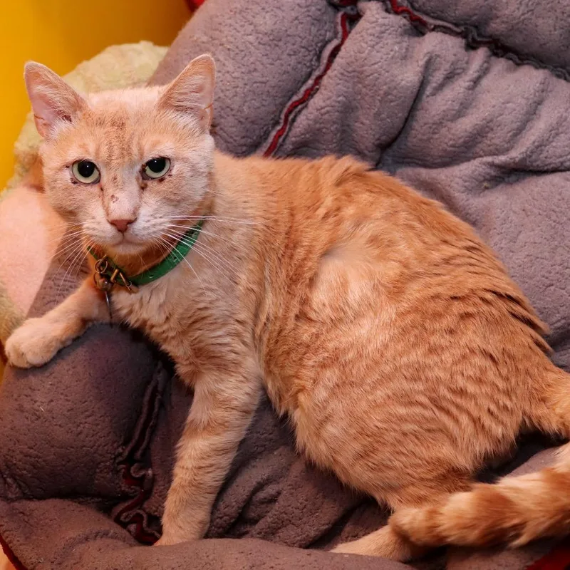 Pico The Gato thumbnail 4