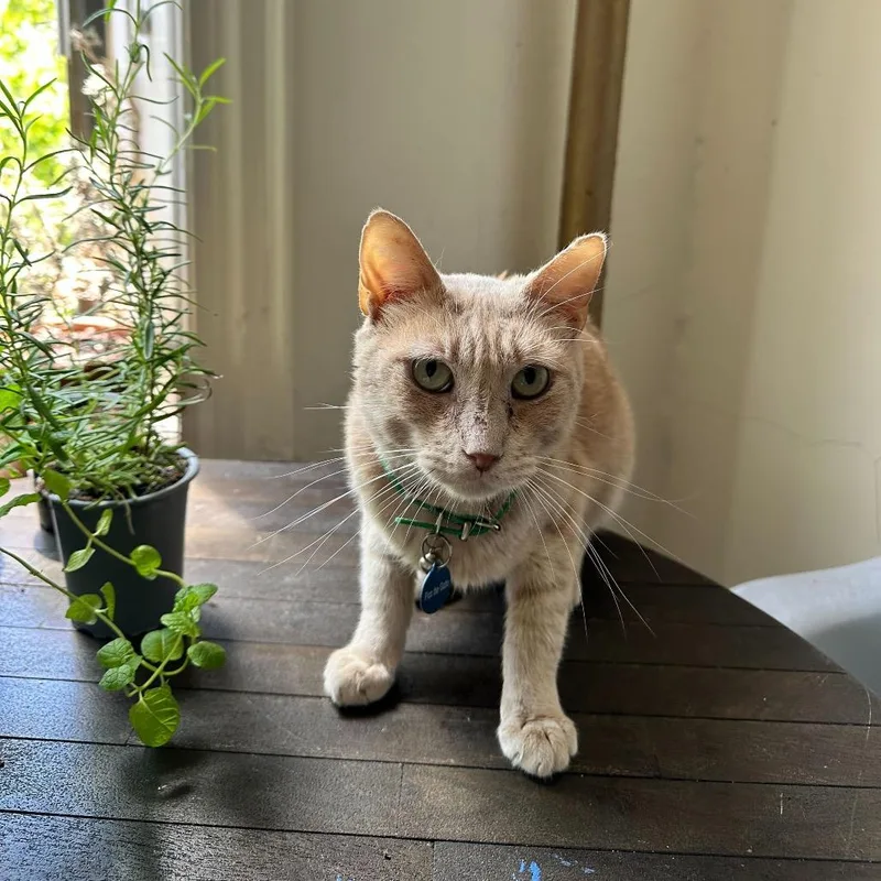 Pico The Gato thumbnail 5