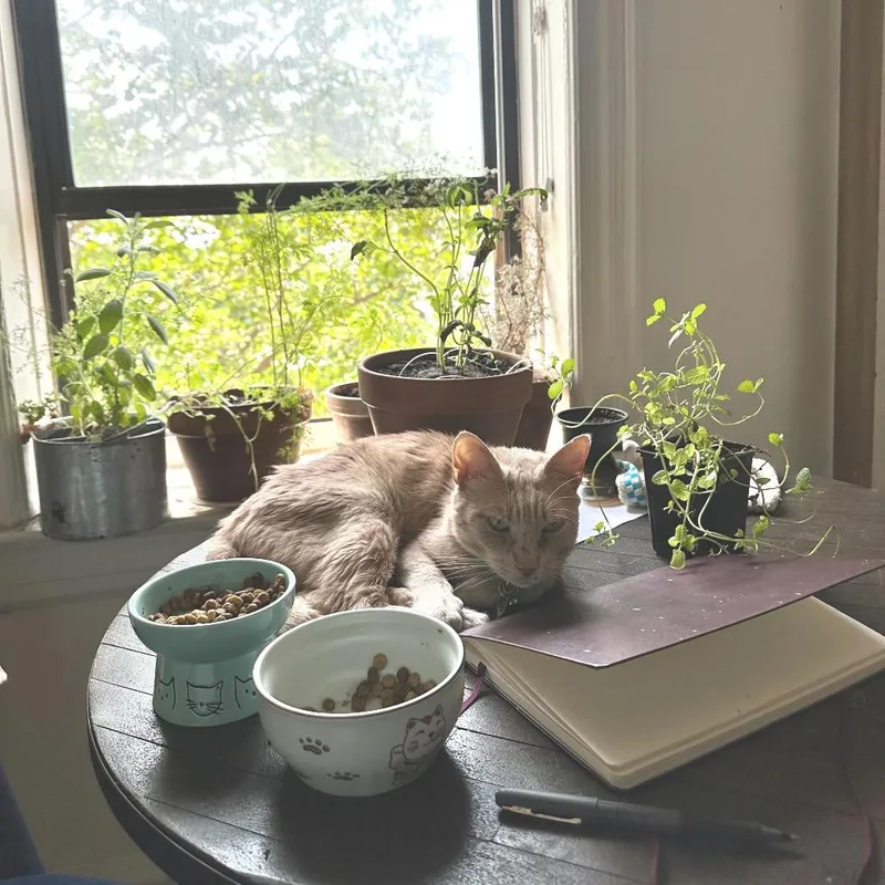 Pico The Gato thumbnail 6