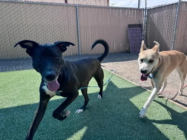 A young medium-sized female Golden Retriever dog named Brianna for adoption in Escondido, CA