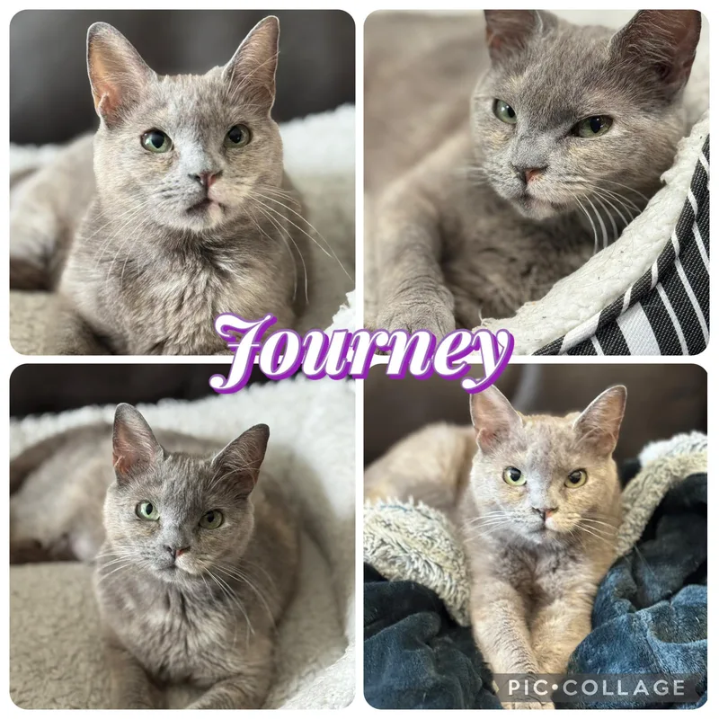 An adult medium-sized female Blue Cream Domestic Short Hair cat named Journey for adoption in Houston, TX