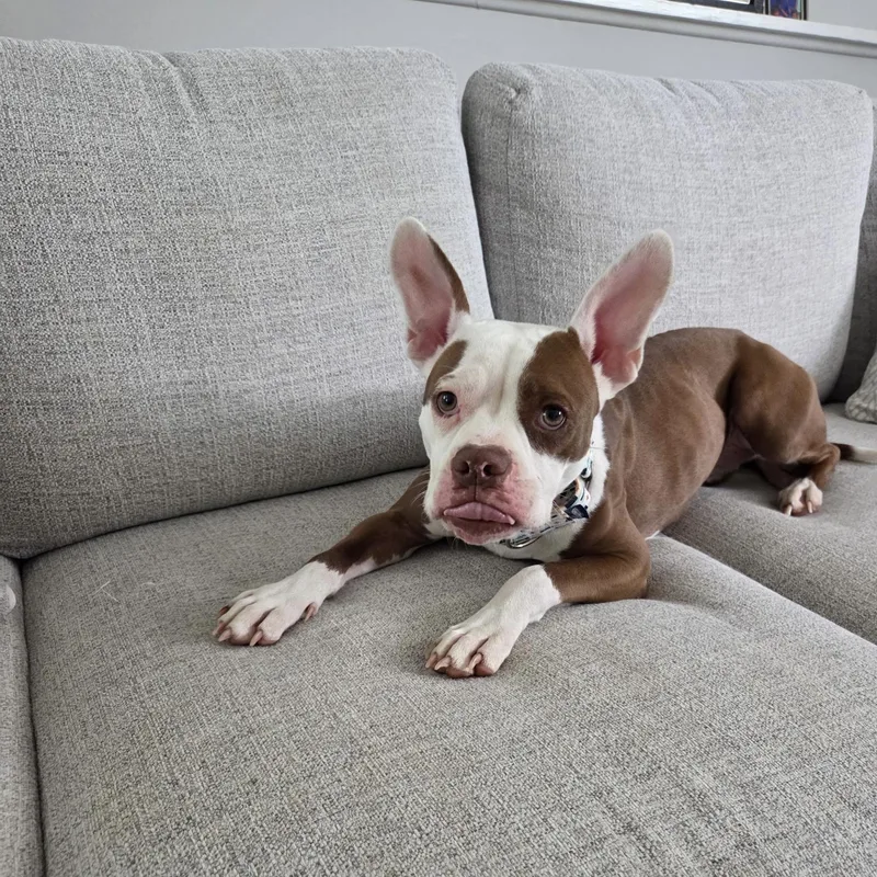 A young medium-sized female English Bulldog dog named Billie Jean for adoption in Wheaton, IL