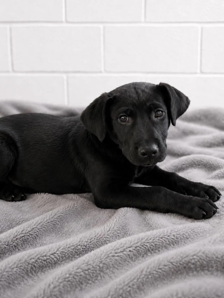 A baby extra large-sized female Labrador Retriever dog named Sable for adoption in North Syracuse, NY