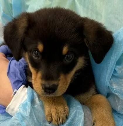 A baby medium-sized male Australian Shepherd dog named Durango for adoption in Sultan, WA
