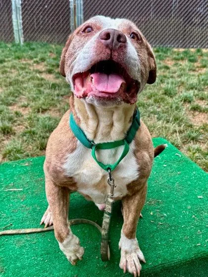 An adult large-sized male Mixed Breed dog named Fat Joe for adoption in West Chester, PA