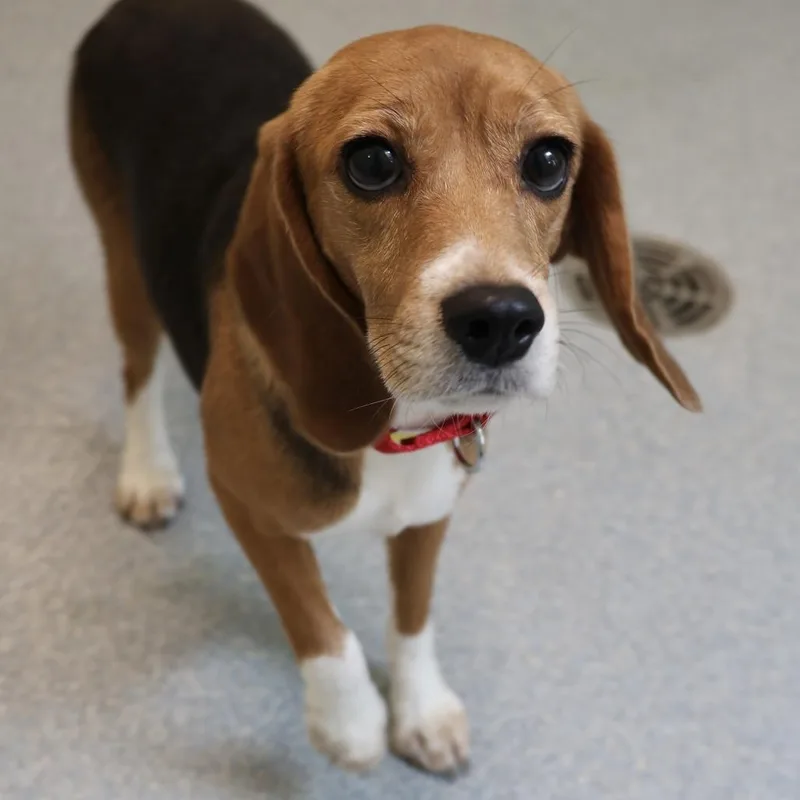 An adult small-sized male Brown / Chocolate Beagle dog named Uno for adoption in Briarcliff Manor, NY