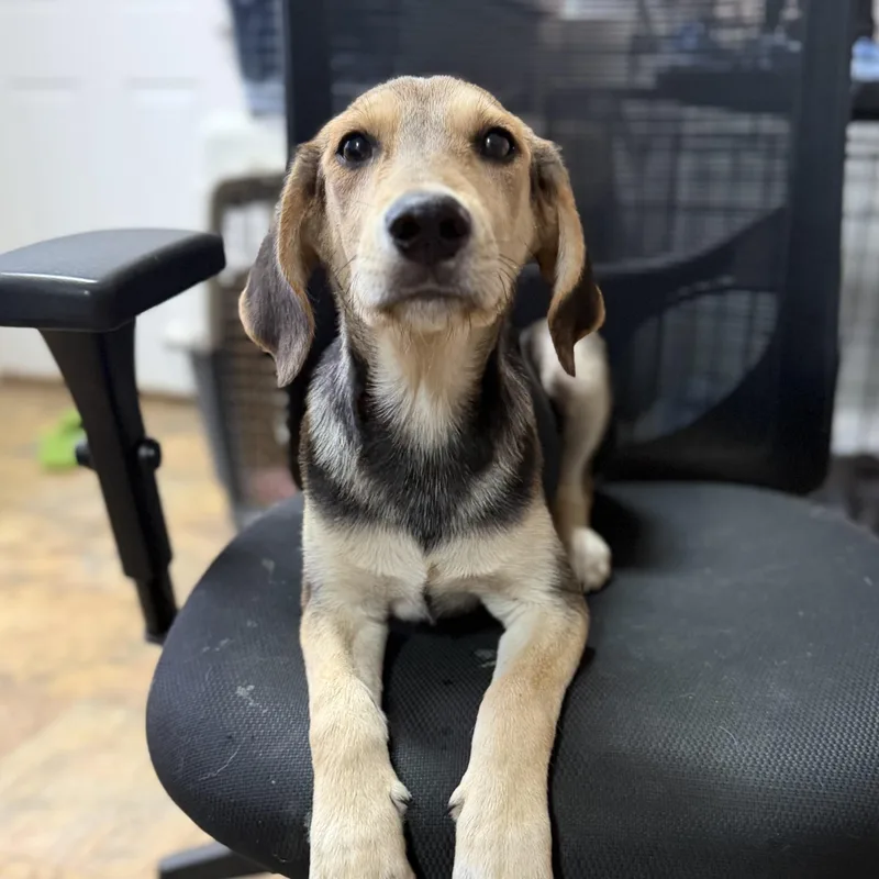 A baby medium-sized male Black Hound dog named Welch's for adoption in Columbia, SC