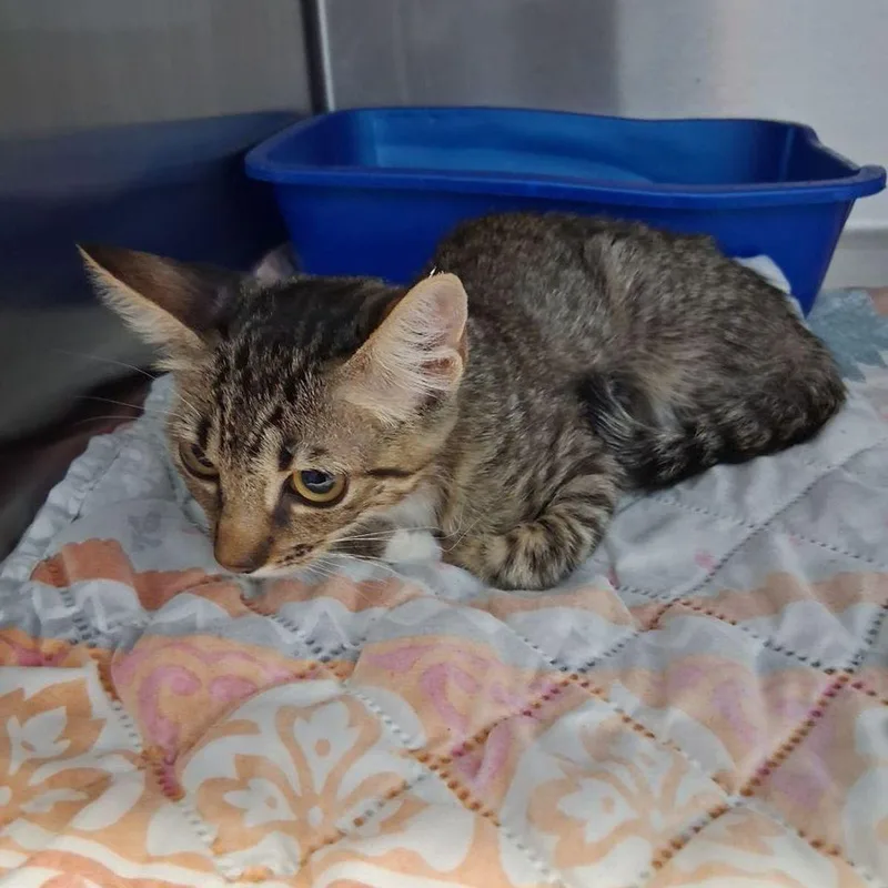 A young small-sized female Brown / Chocolate Domestic Short Hair cat named Stormy for adoption in Kingman, AZ