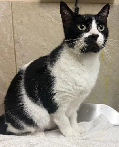 A senior medium-sized female Domestic Short Hair cat named Pepper for adoption in Honolulu, HI