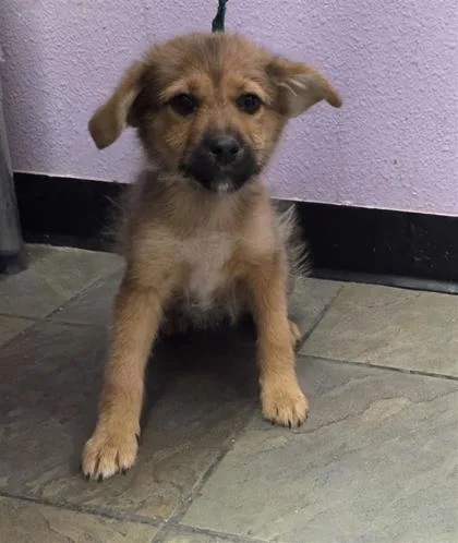 A baby small-sized female Brown / Chocolate Mixed Breed dog named 61015864 for adoption in El Paso, TX
