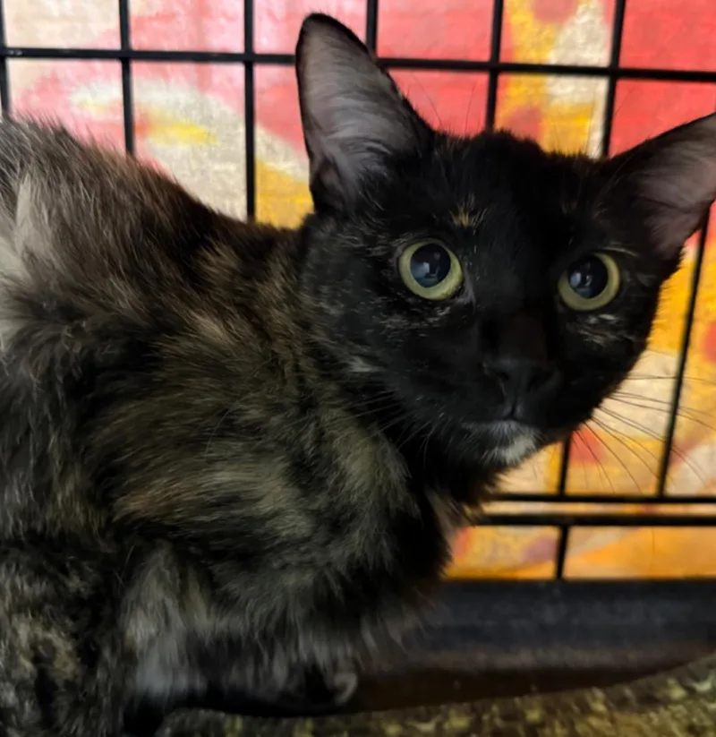 A young medium-sized female Tortoiseshell cat named Lila Deville for adoption in Chandler, AZ