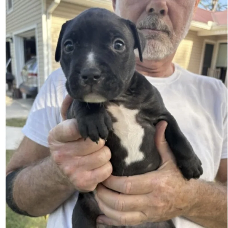 A baby medium-sized male Black Terrier dog named Houdini for adoption in Morriston, FL