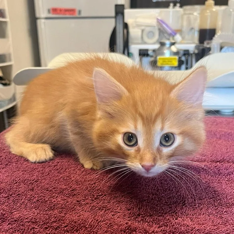 A baby small-sized male Orange / Red Domestic Short Hair cat named Morris for adoption in Hinsdale, IL