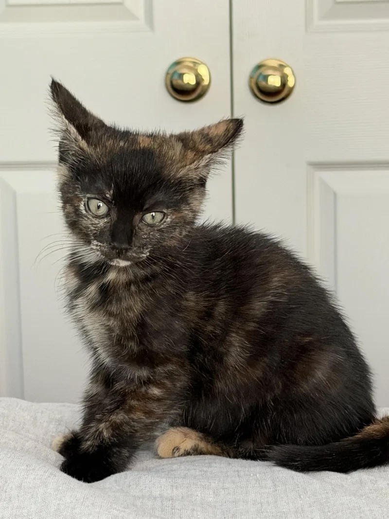 A baby medium-sized female Tortoiseshell Domestic Short Hair cat named Indie for adoption in Manassas, VA