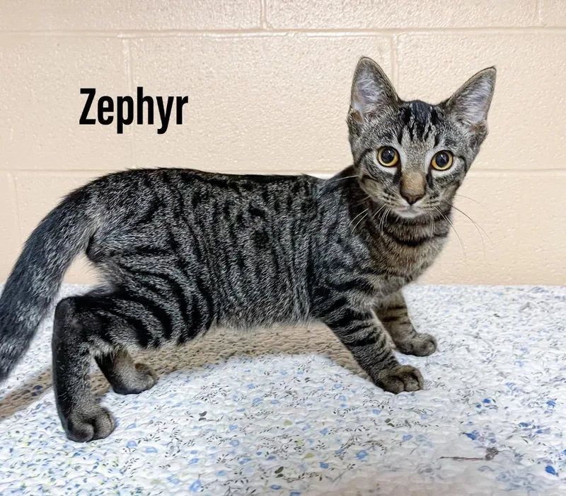 A baby medium-sized male Domestic Short Hair cat named Zephyr for adoption in Clearfield, KY