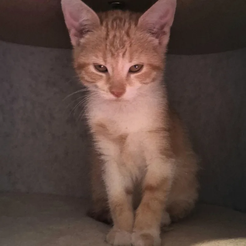 A baby medium-sized female Orange & White Tabby cat named Marigold Purr Baby for adoption in Macomb, MI