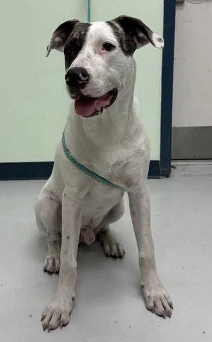 An adult large-sized male Mixed Breed dog named Coconut for adoption in Savannah, GA