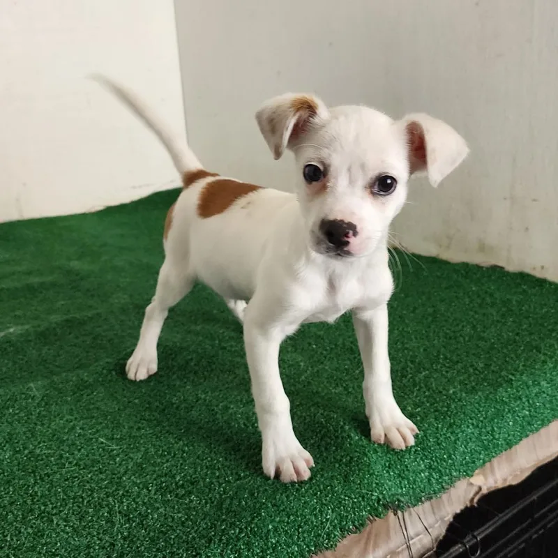 A baby medium-sized male White / Cream Mixed Breed dog named Pogo for adoption in Boaz, AL