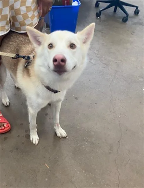 An adult large-sized male Husky dog named Ghost for adoption in Dallas, TX