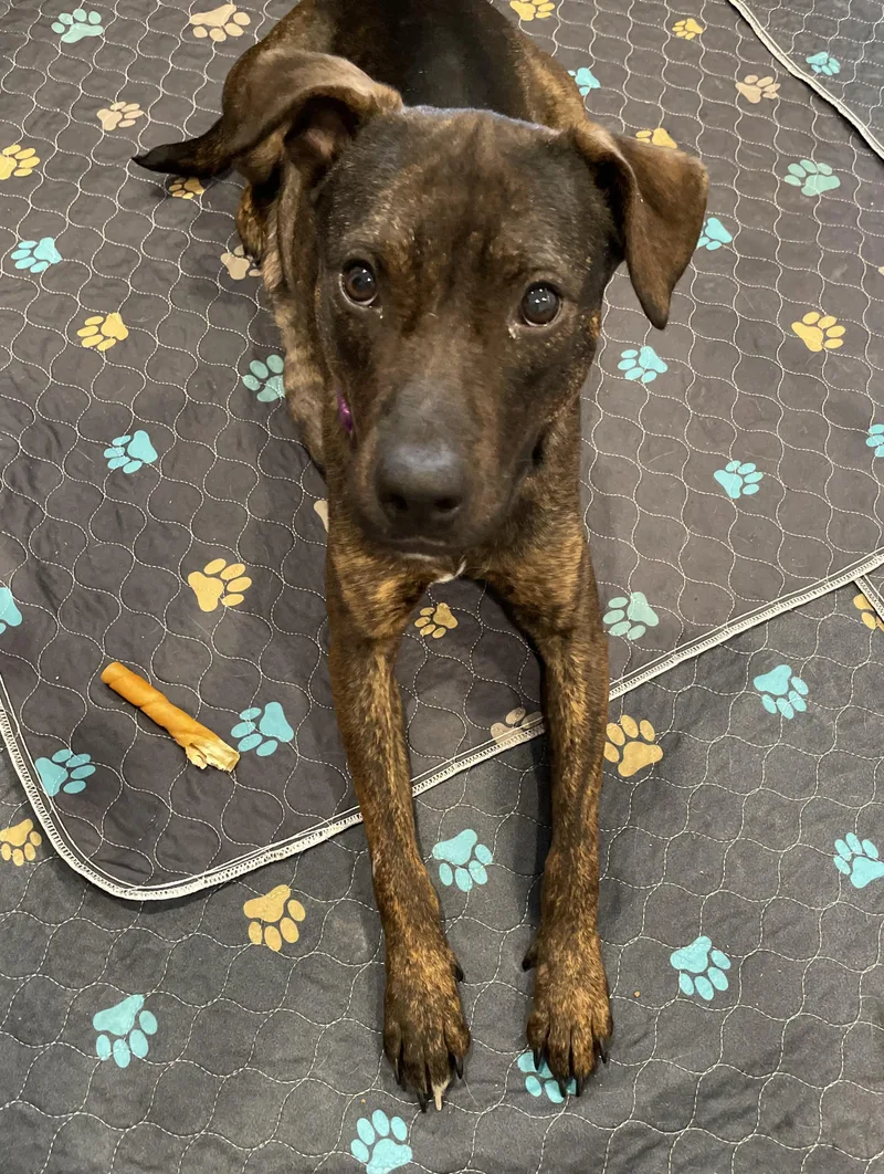 A young medium-sized female Brindle Catahoula Leopard Dog dog named Mia for adoption in Union Grove, WI
