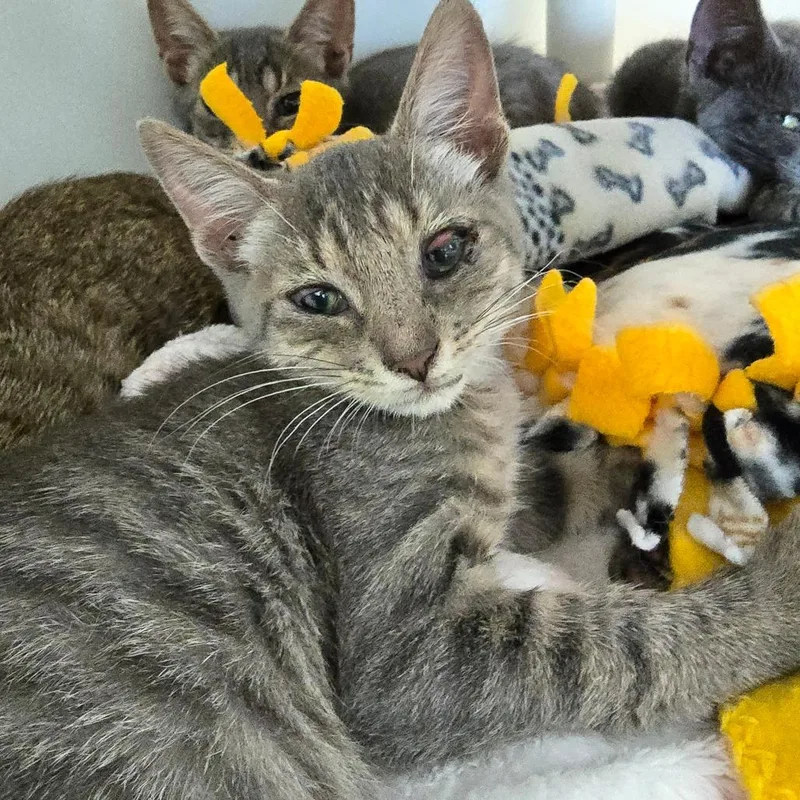A baby small-sized male Gray / Blue / Silver Domestic Short Hair cat named Grayson for adoption in Naples, FL