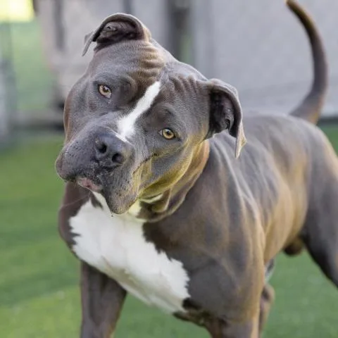An adult large-sized male Pit Bull Terrier dog named Brando for adoption in Camarillo, CA