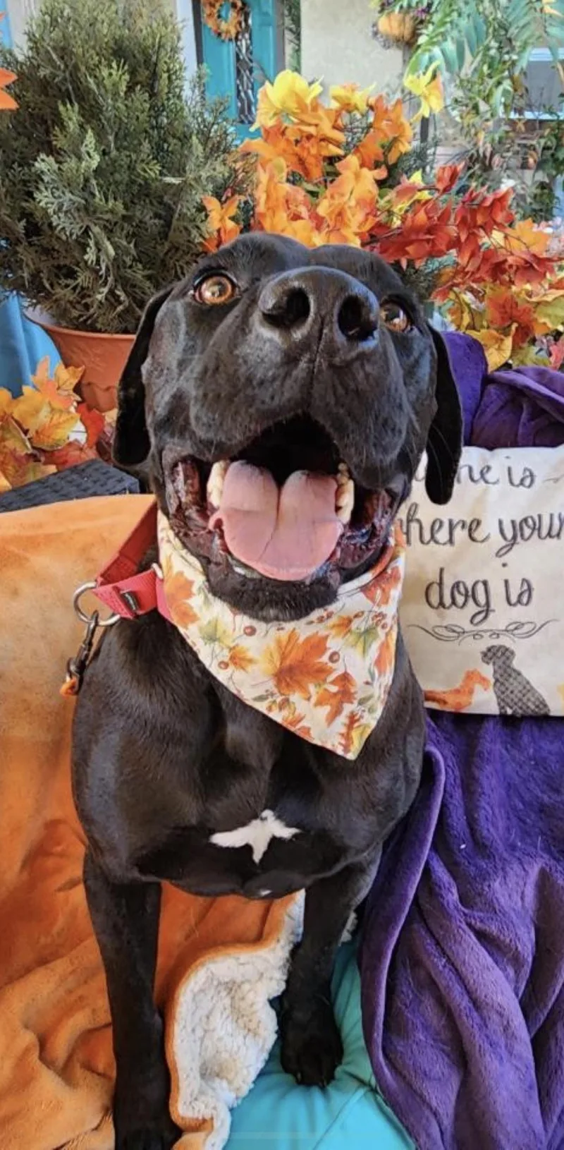 Jordan Black Labrador thumbnail 2