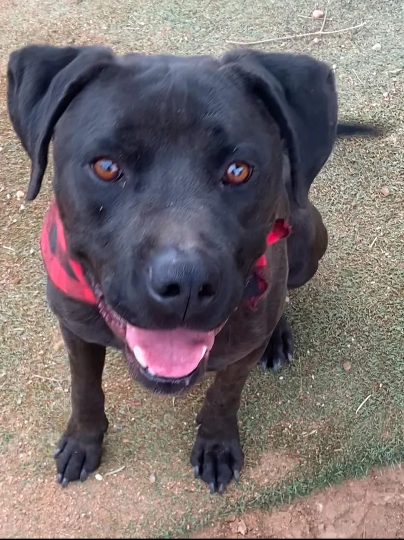 Jordan Black Labrador thumbnail 3