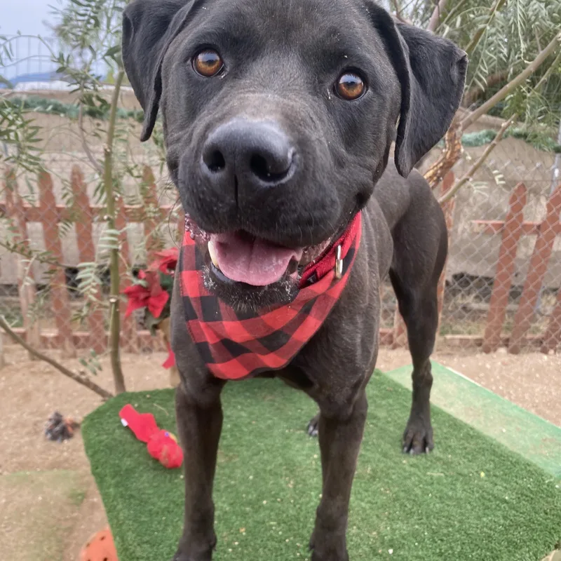 Jordan Black Labrador thumbnail 4