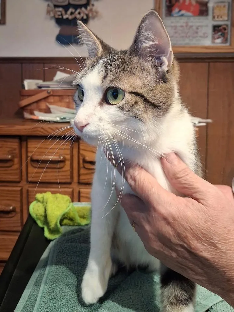 A young small-sized female Domestic Short Hair cat named Brandee for adoption in Ogden, UT