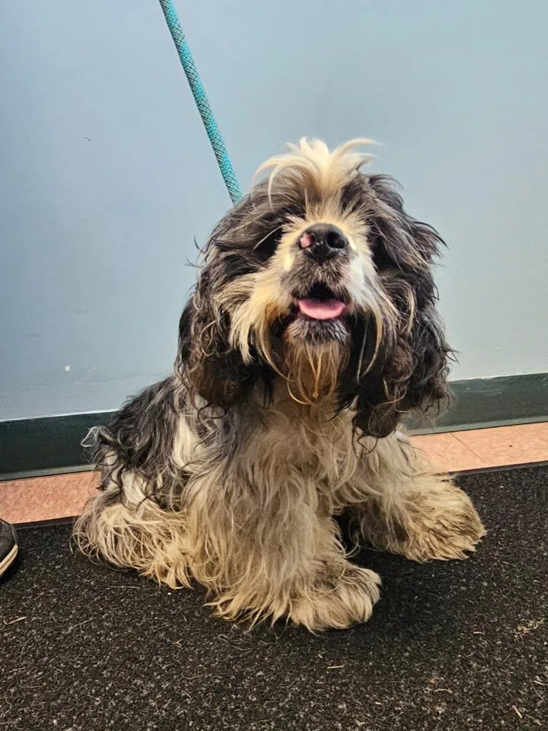 A young medium-sized male Shih Tzu dog named Enzo for adoption in Wabash, IN