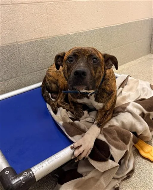 An adult medium-sized male Pit Bull Terrier dog named Benji for adoption in Statesville, NC