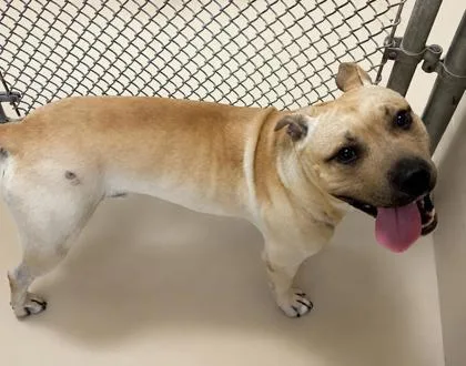 An adult medium-sized male Pit Bull Terrier dog named D`Evereaux for adoption in West Memphis, AR