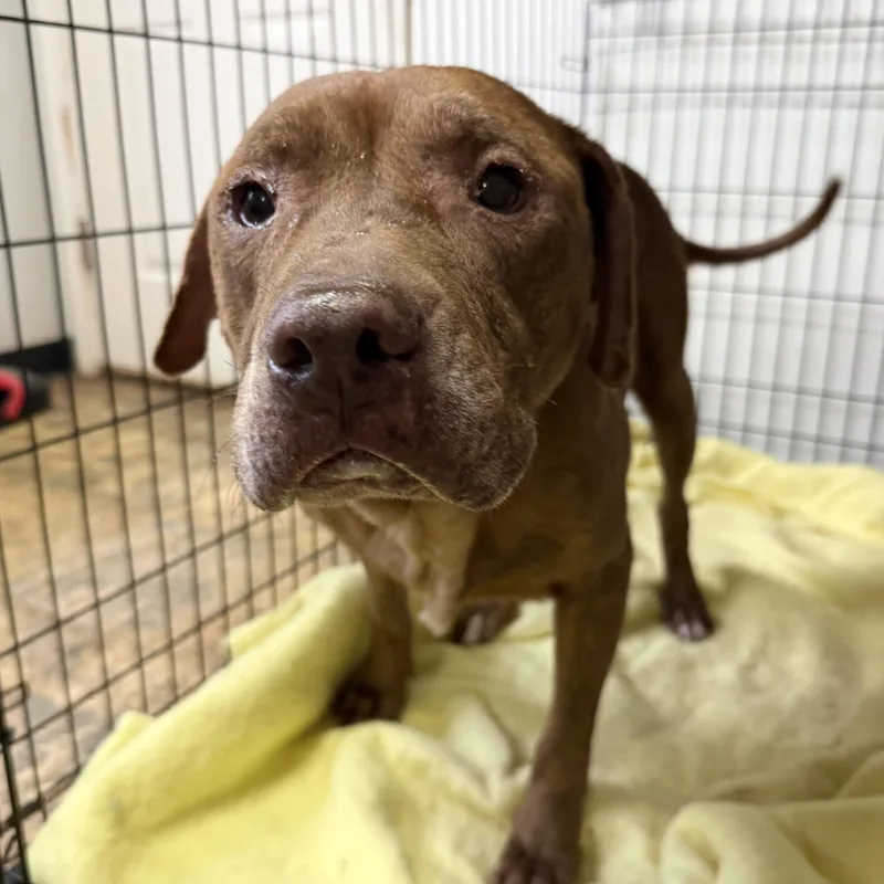 A senior large-sized male Brown / Chocolate Pit Bull Terrier dog named Theo for adoption in Columbia, SC