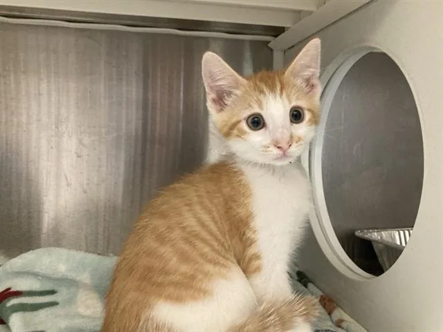 A baby small-sized male Domestic Short Hair cat named Eggs for adoption in Tustin, CA