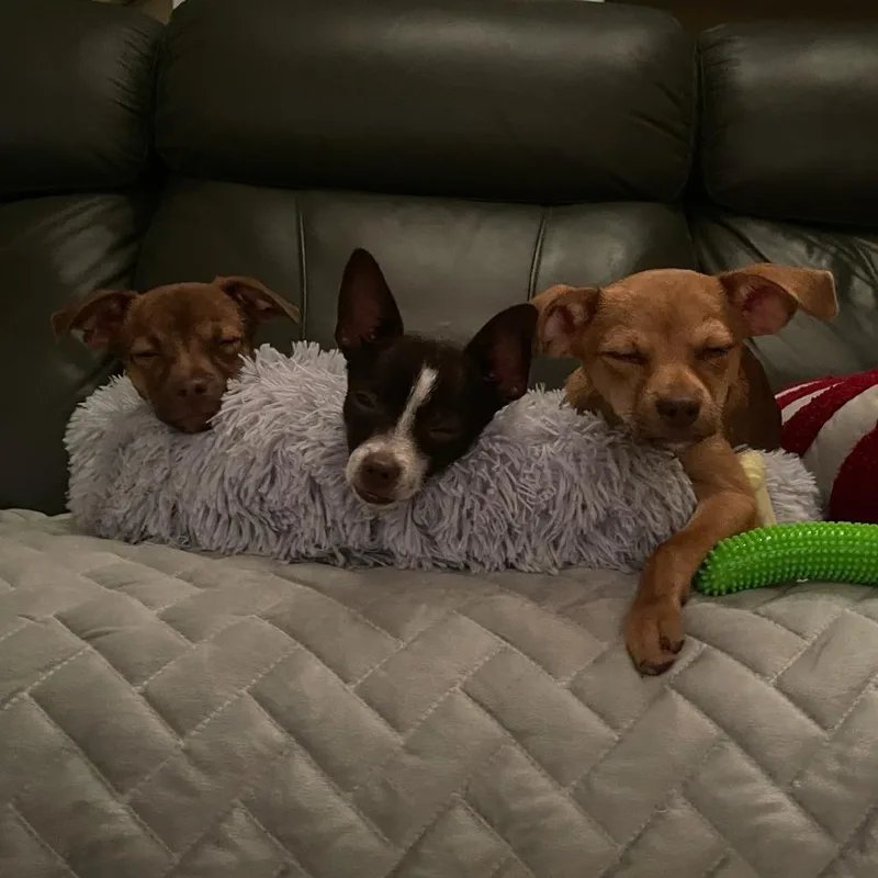 A baby small-sized male Red / Chestnut / Orange Chihuahua dog named Buster for adoption in Murray, UT