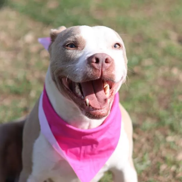 An adult medium-sized female American Staffordshire Terrier dog named Berry for adoption in San Antonio, TX