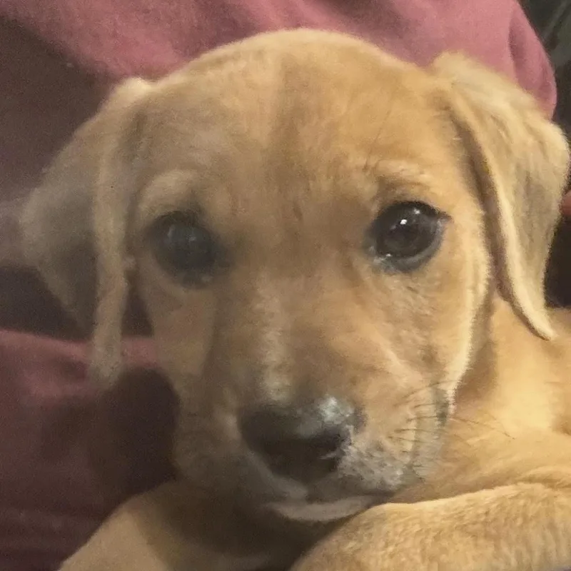 A baby medium-sized female Red / Chestnut / Orange Hound dog named Ronda Ruffy for adoption in Water Valley, MS