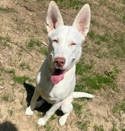 An adult medium-sized female Husky dog named Queen for adoption in Belmont, NY