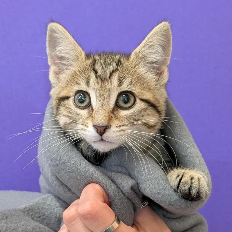 A baby small-sized female Brown / Chocolate Domestic Short Hair cat named Kahlua for adoption in Washington Township, OH